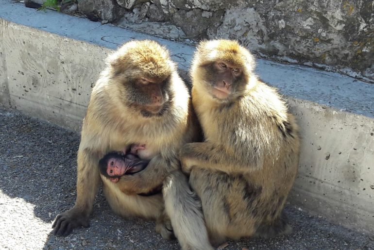 Ape rock Gibraltar