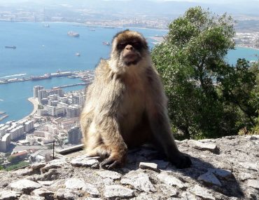 apen in gibraltar